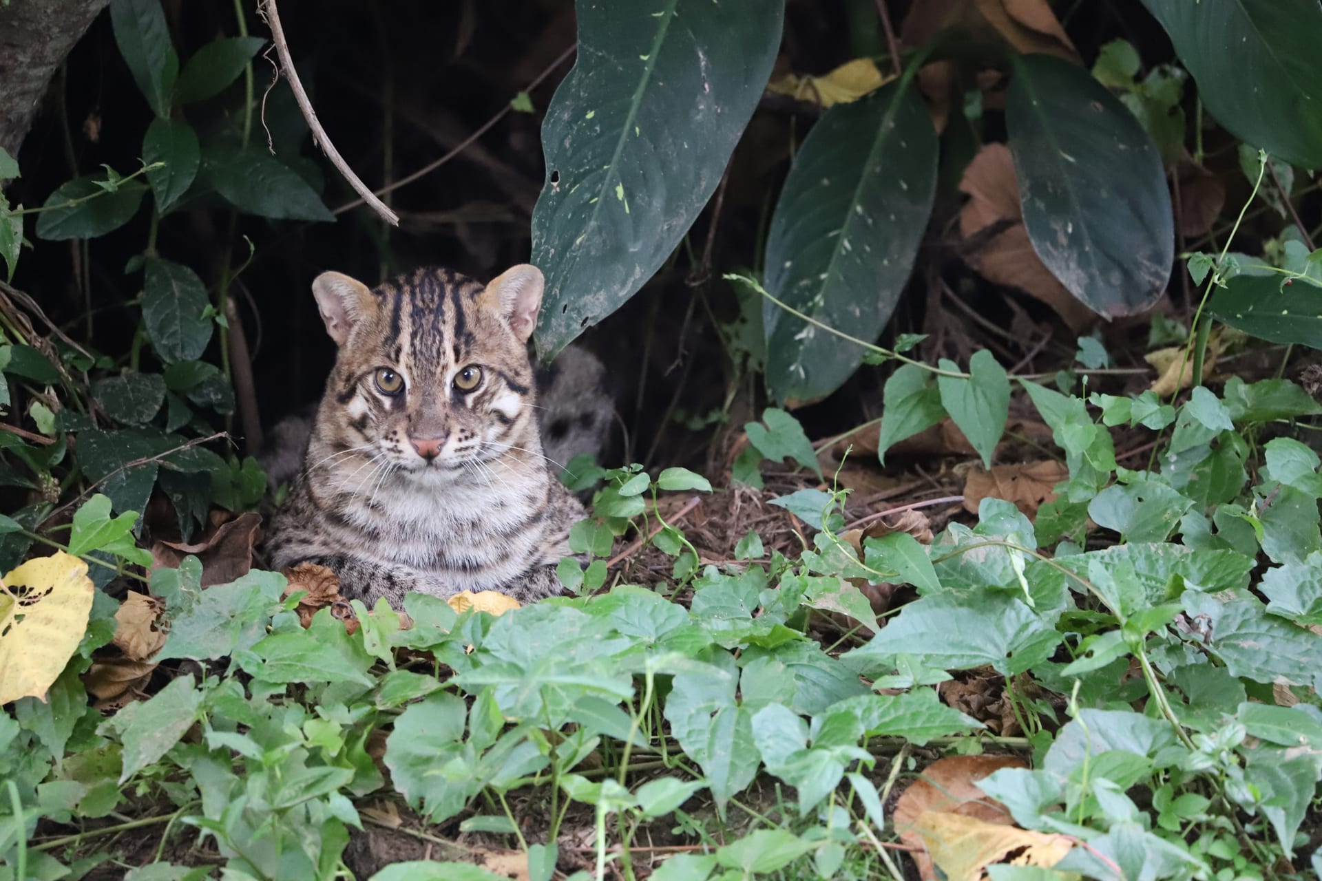 A fishing cat sitting among broad-leaved vegetation at a wetland edge