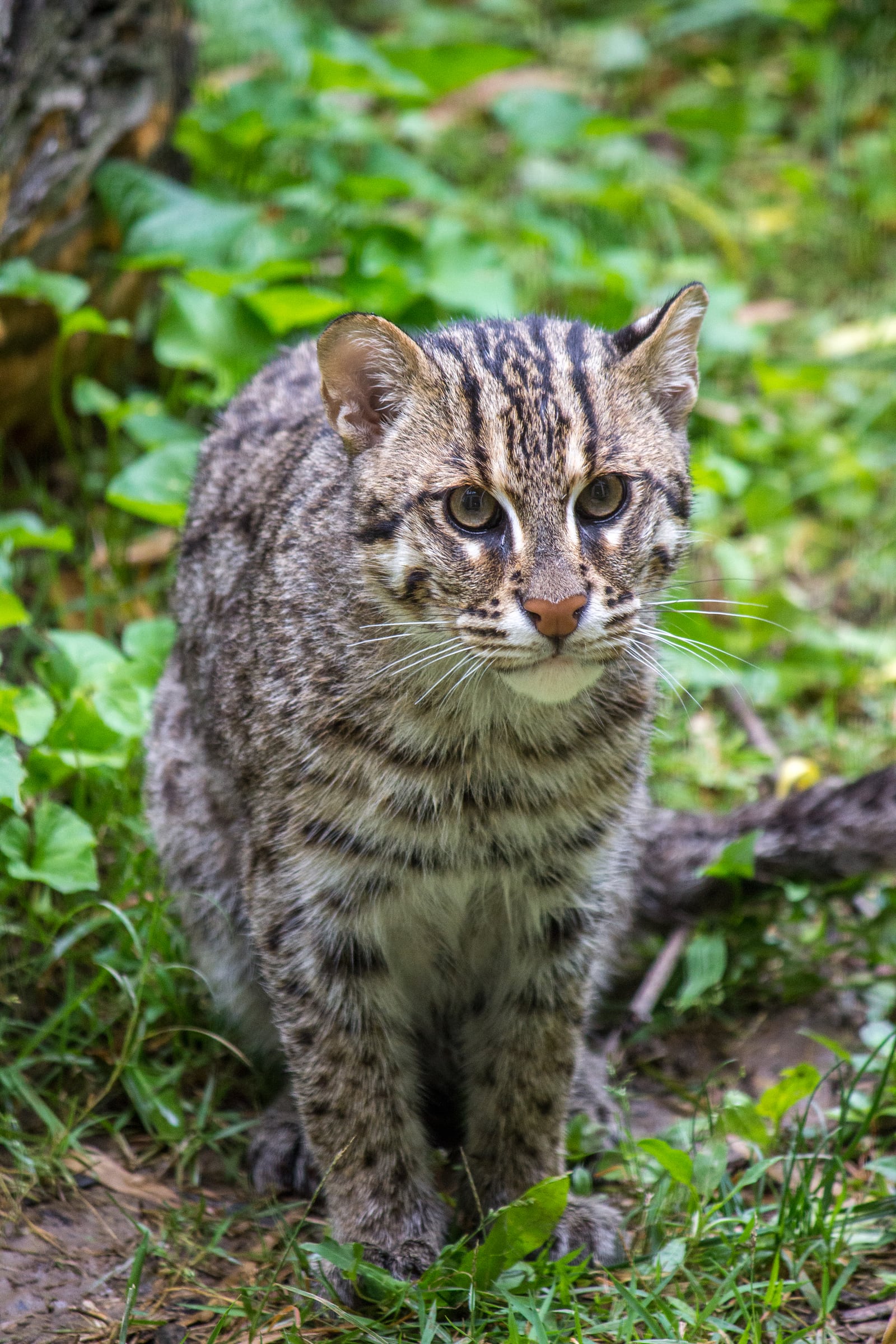 A fishing cat standing in green wetland vegetation in Colombo