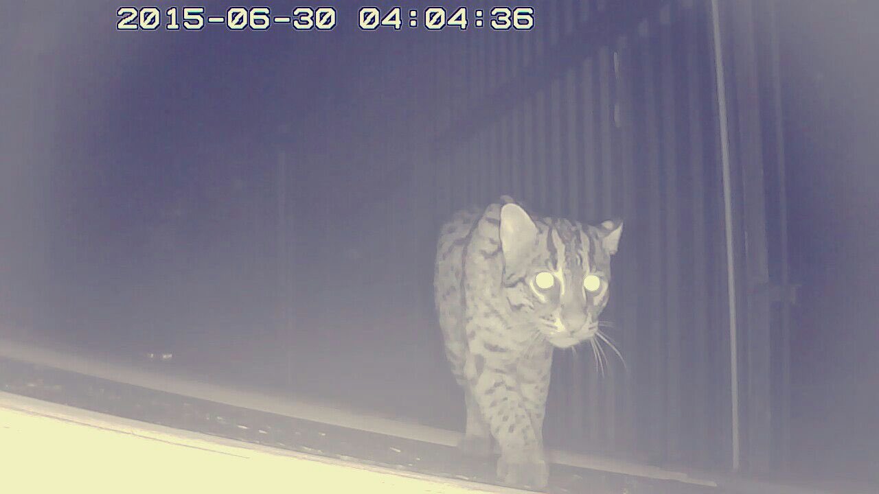 A fishing cat at night, recorded on a camera trap in Colombo