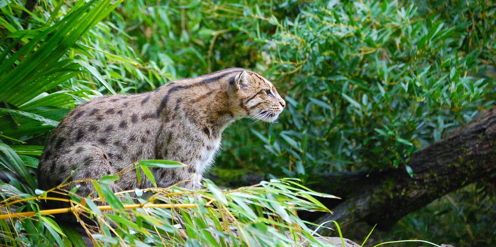 A fishing cat in wetland vegetation in Colombo