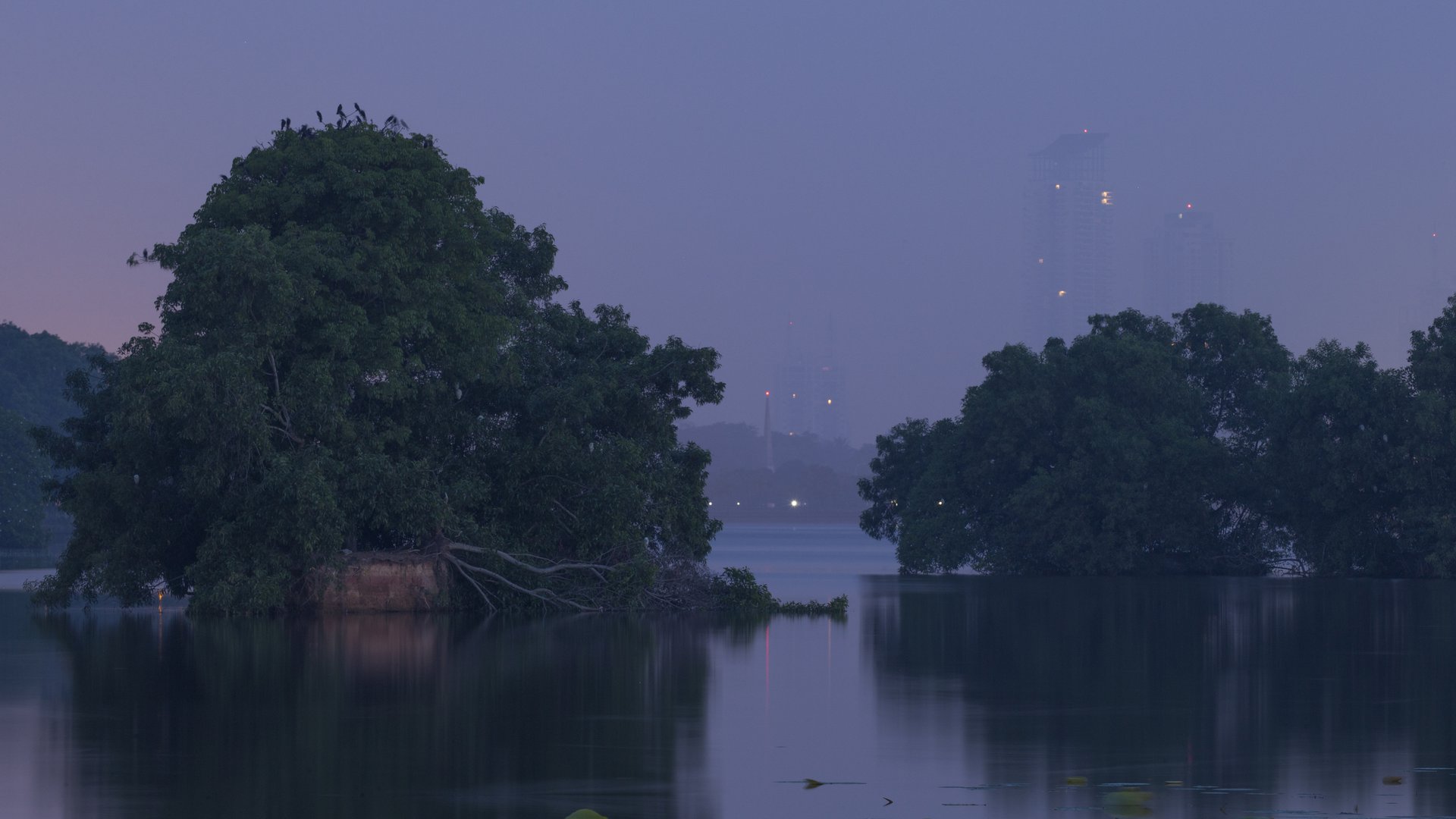 Twilight over a Colombo urban wetland: egrets roosting in a lakeside tree, lily pads on still water, and the hazy city skyline behind