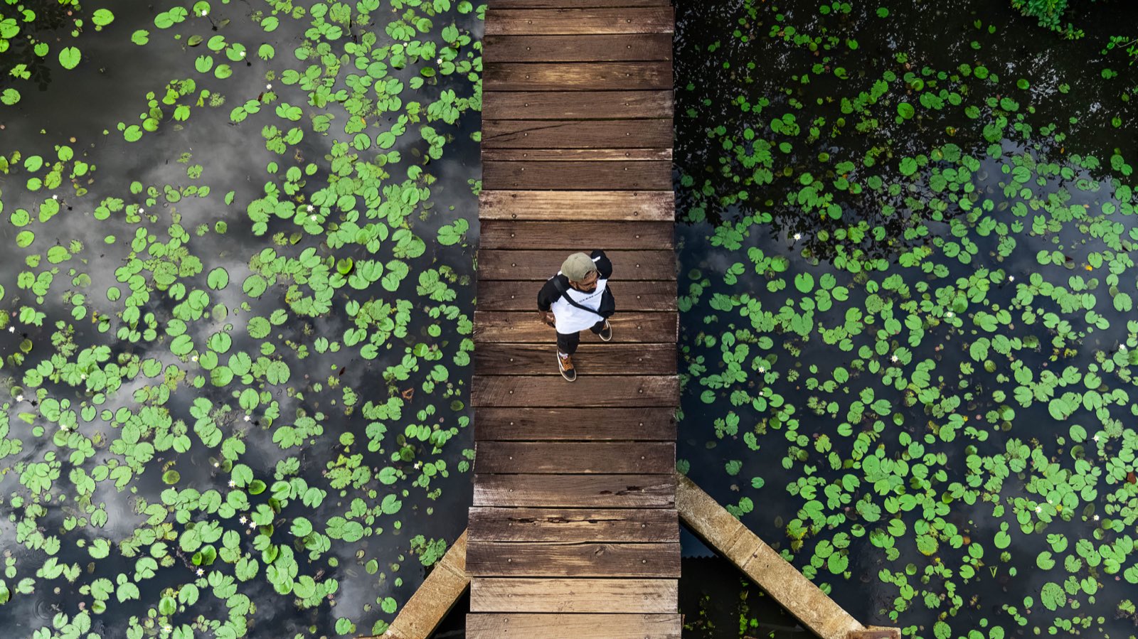 A wetland boardwalk walk over lily pads in Colombo