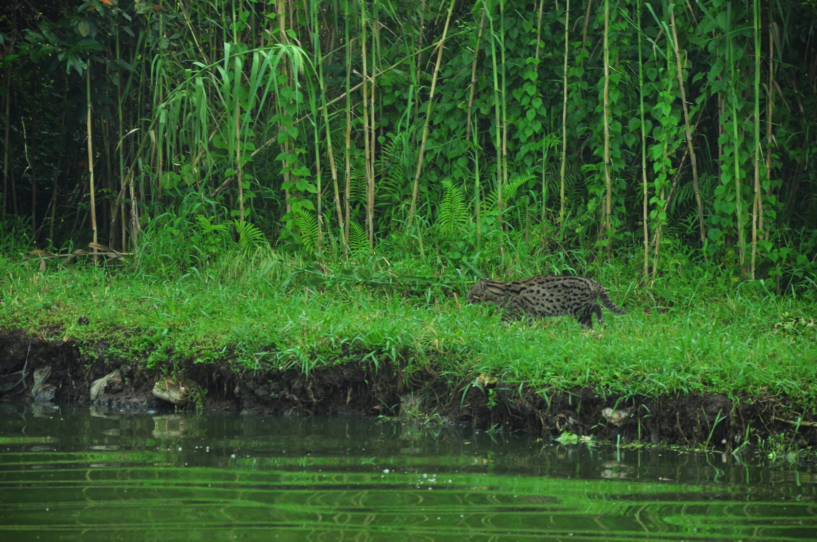 A fishing cat at the edge of a Colombo waterway