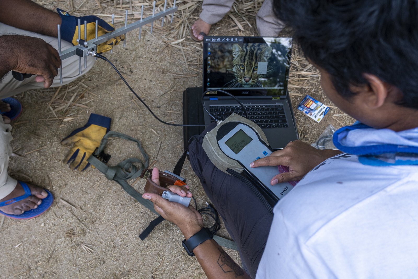 Researchers tracking a collared fishing cat with a telemetry antenna and laptop