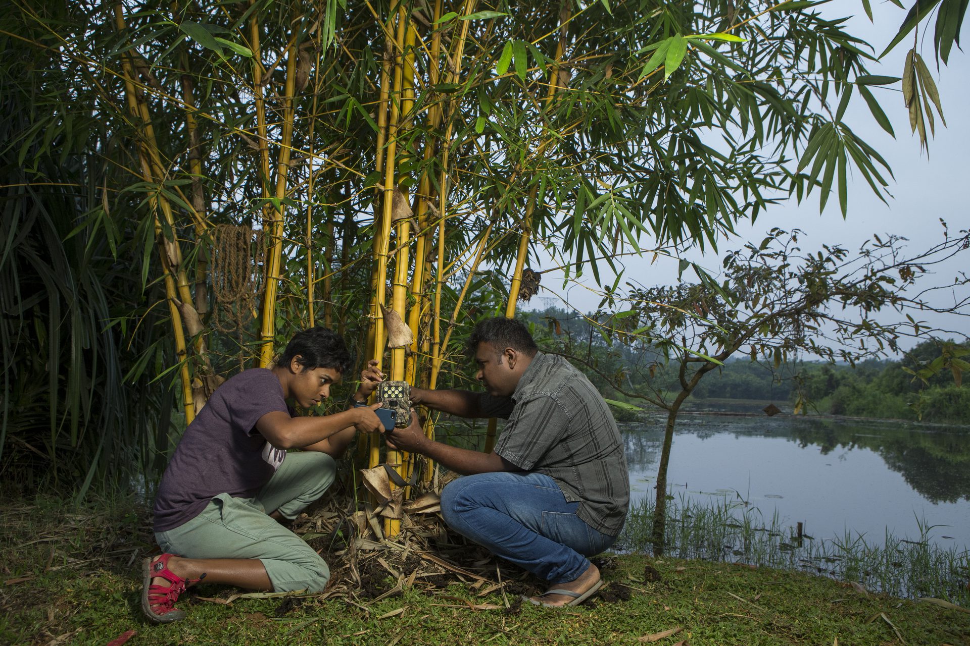 Two researchers fixing a camera trap to bamboo at the edge of a lake at dusk