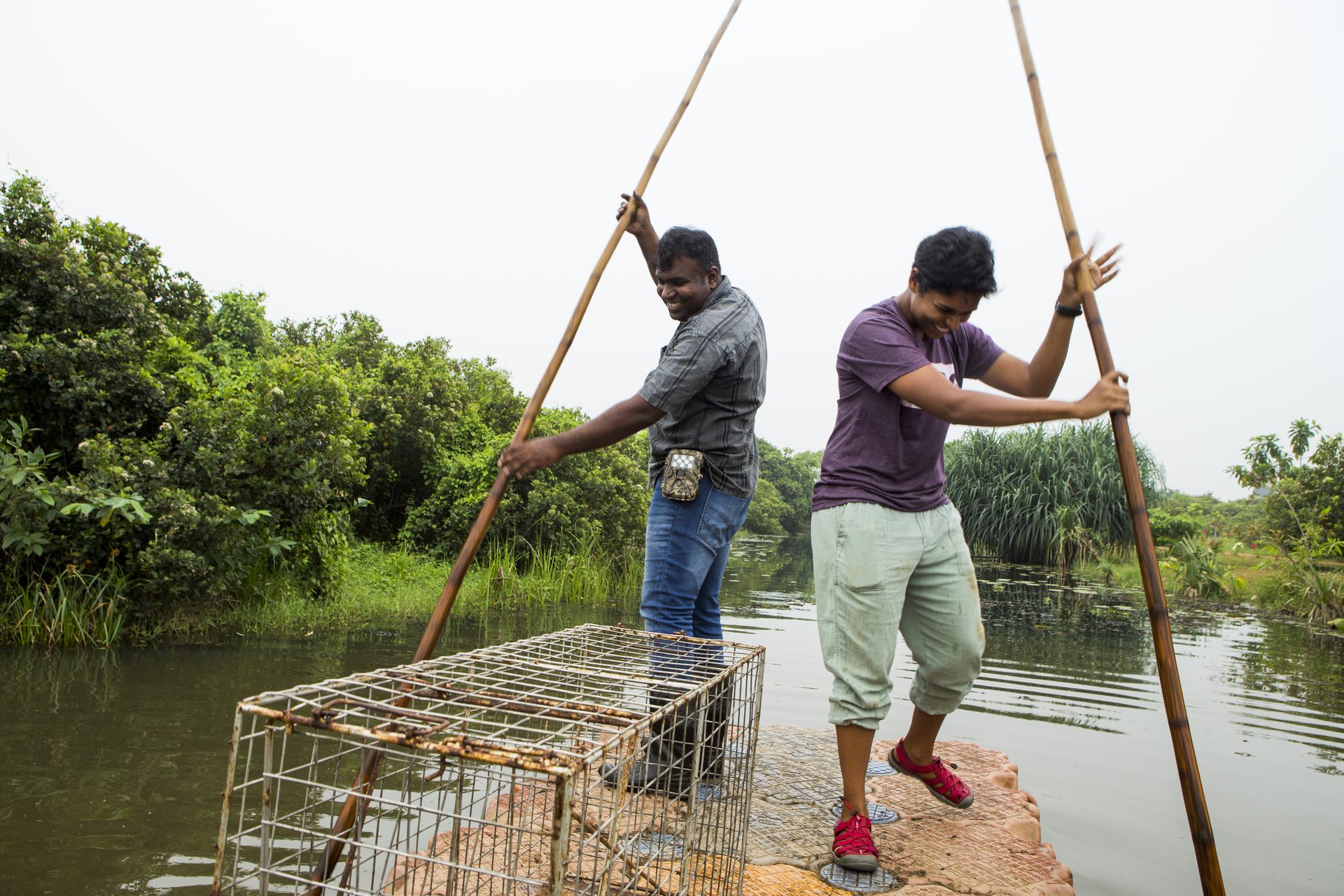 Two researchers punting a raft carrying a cage trap along a canal