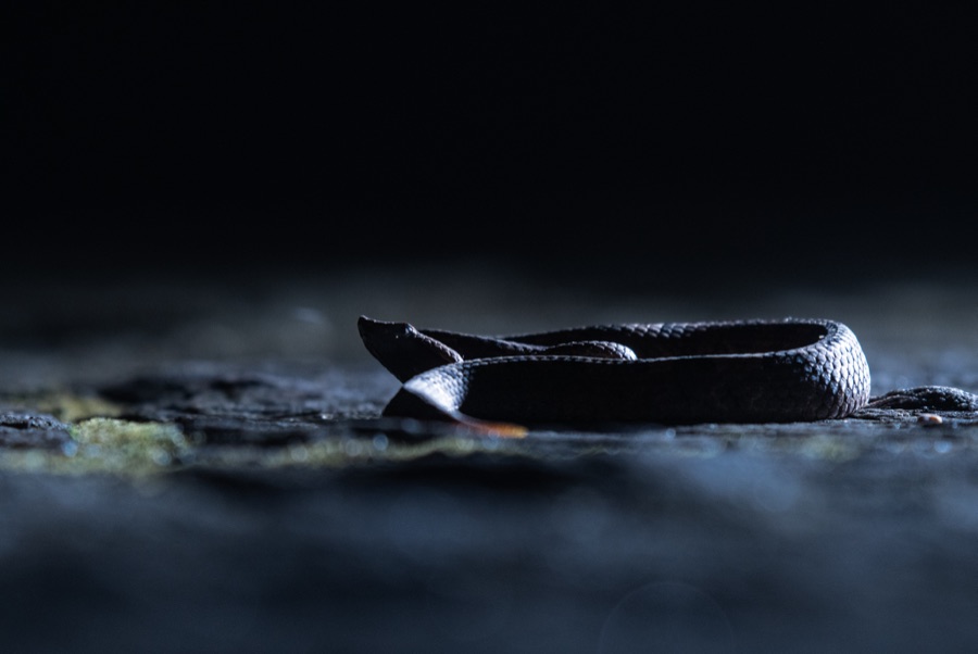 Wildlife photograph by Avijja Fonseka of a snake photographed at night