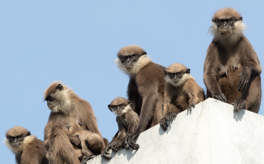 Wildlife photograph by Chandika Jayaratne of a troop of purple-faced langurs
