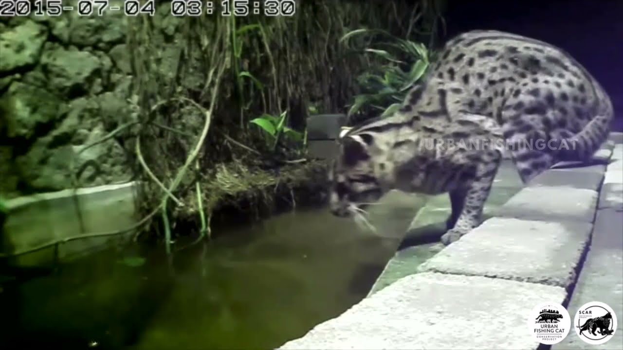 Still from a film about fishing cats in Colombo