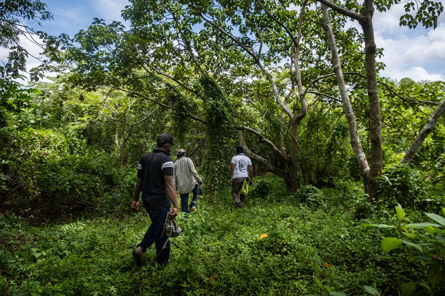 The field team walking through wetland vegetation in Colombo