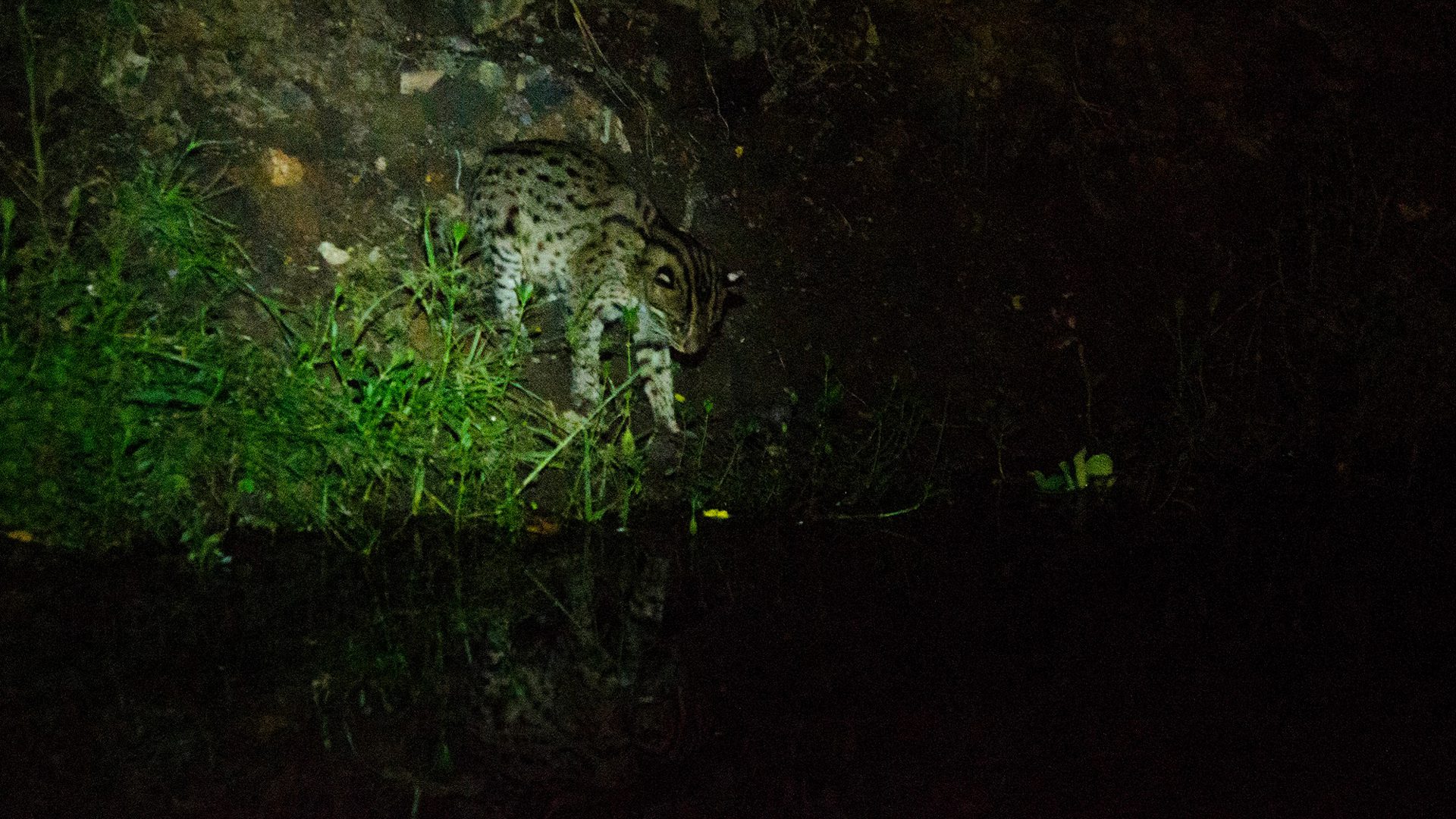 A fishing cat at the water's edge at night in Colombo