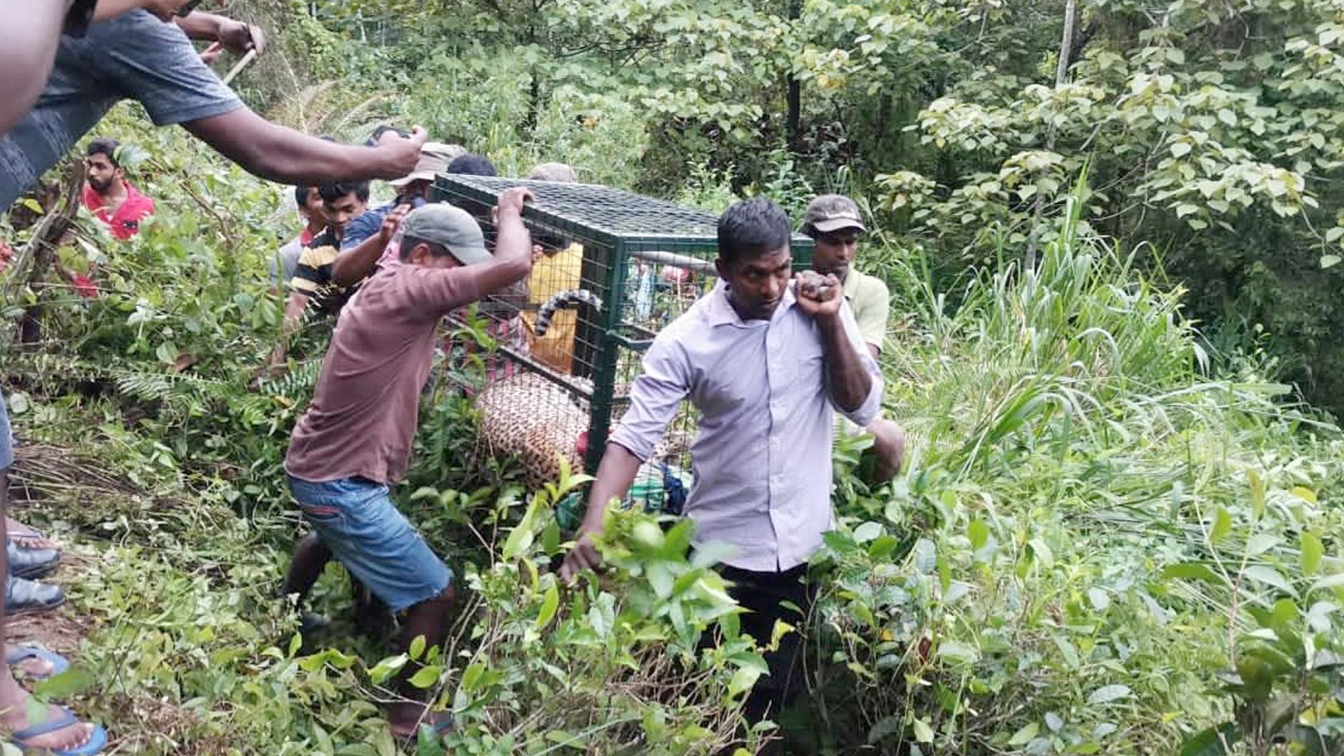 A group carrying a large wire transport cage along a narrow path through dense green vegetation