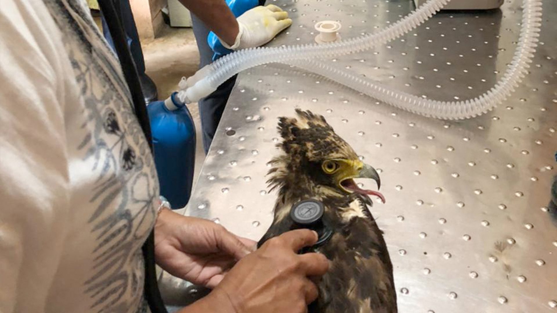 A wildlife veterinarian holding a stethoscope to a hawk-eagle lying on a stainless steel examination table