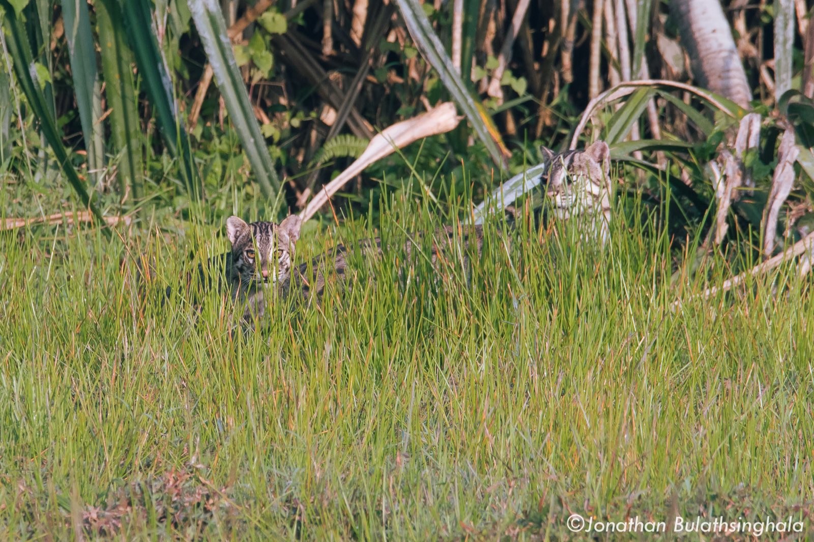 Two fishing cats in wetland grass in Colombo