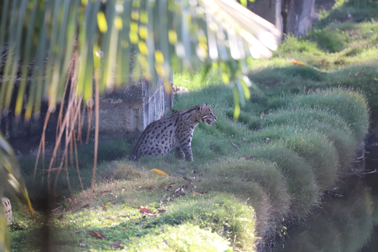 A fishing cat in a Colombo wetland