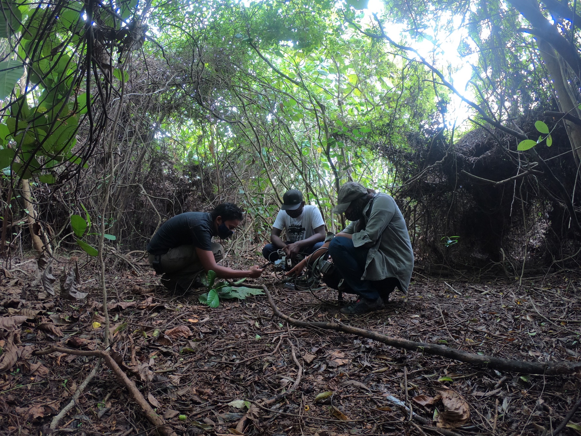 Three researchers setting up a camera trap in dense forest undergrowth in Colombo