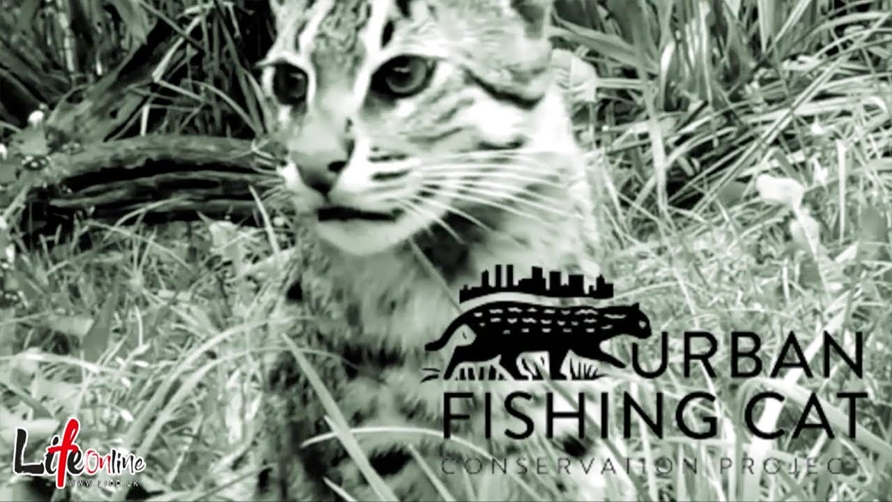 The Urban Fishing Cat