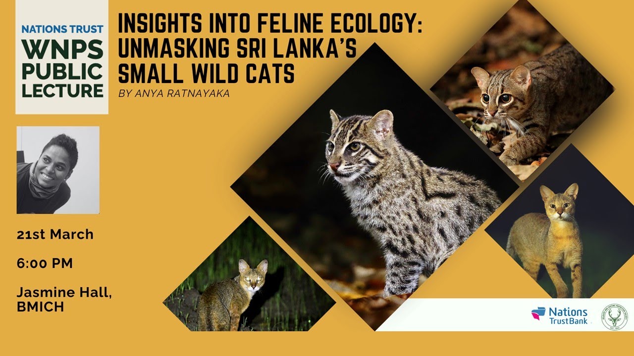 Insights into Feline Ecology: Unmasking Sri Lanka's Small Wild Cats