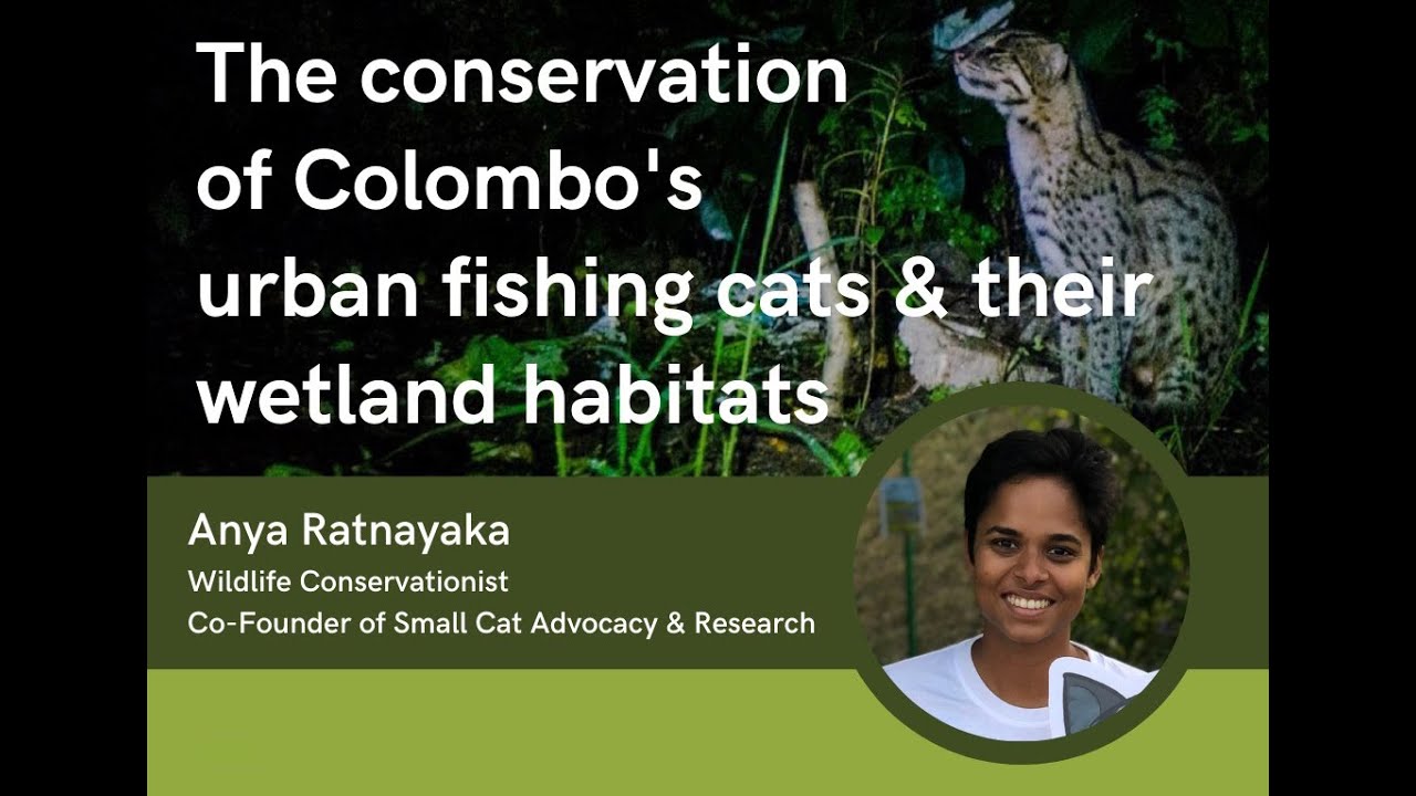 The conservation of Colombo's urban fishing cats and their wetland habitats