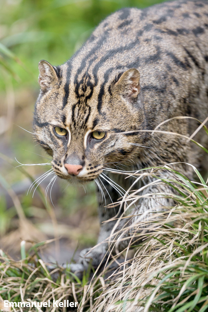 Urban Wildlife Series Fishing Cat (Prionailurus viverrinus) Urban