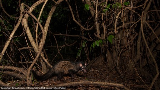 Urban Wildlife Series: Asian Palm Civet (Paradoxurus hermaphroditus)