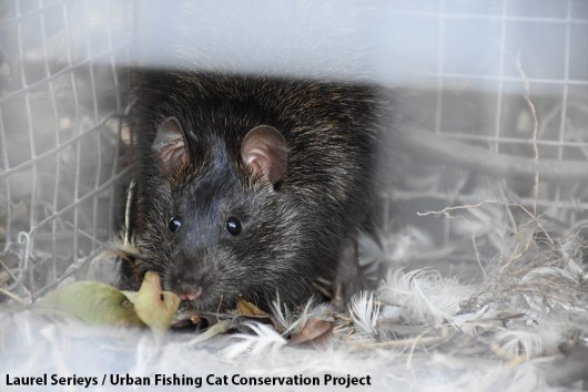 Urban Wildlife Series: Greater Bandicoot Rat (Bandicota indica)