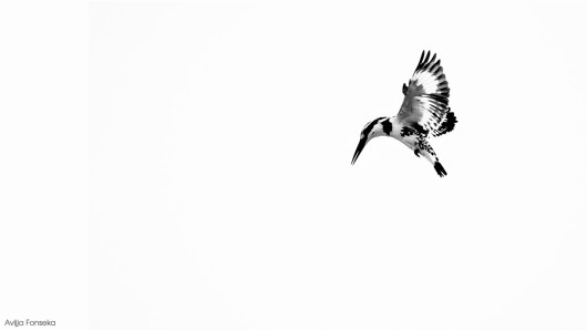 Urban Wildlife Series: Pied kingfisher (Ceryle rudis)